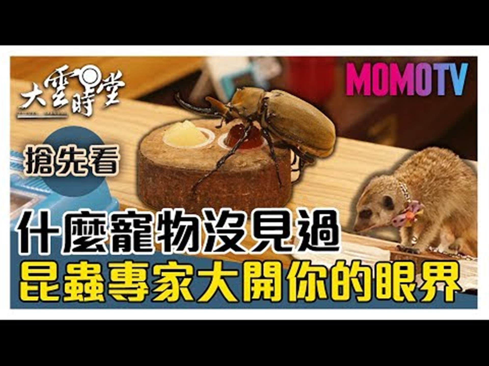 《大雲時堂》【一分鐘搶先看】我的媽呀！牠可以當寵物？20191024【王秉誠、謝瑋晏(白龍)、吳沁婕】